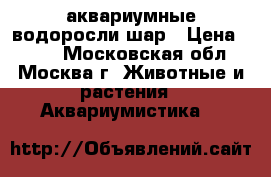 аквариумные водоросли шар › Цена ­ 500 - Московская обл., Москва г. Животные и растения » Аквариумистика   